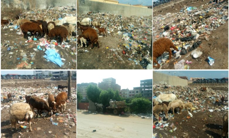 Photo of مصر جميلة