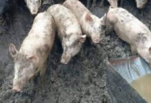 Photo of محافظ الجيزة: ضبط حالات تربية الخنازير بأوسيم