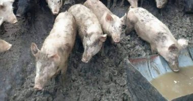 Photo of محافظ الجيزة: ضبط حالات تربية الخنازير بأوسيم