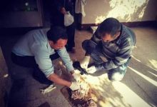 Photo of مطاردة الكلاب الضالة في القليوبية بـ”السم” (صور)