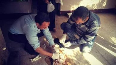 Photo of مطاردة الكلاب الضالة في القليوبية بـ”السم” (صور)