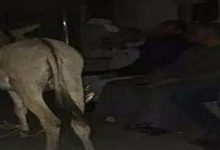 Photo of السكة الحديد تغرم مزارعا 500 جنيه لاصطحاب حماره بقطار نجع حمادى