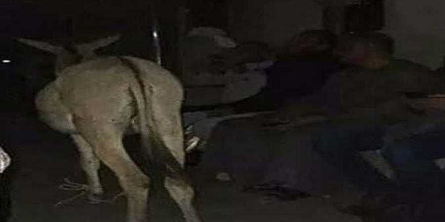 السكة الحديد تغرم مزارعا 500 جنيه لاصطحاب حماره بقطار نجع حمادى- الأقصر