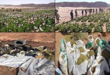 Photo of القوات المسلحة بالتعاون مع وزارة الداخلية تنظم حملة مكثفة للقضاء على الزراعات المخدرة بشبه جزيرة سيناء