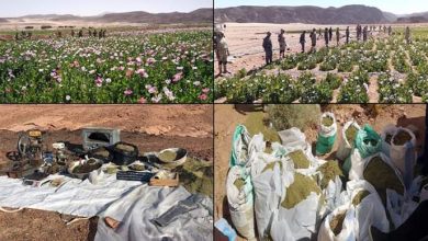 Photo of القوات المسلحة بالتعاون مع وزارة الداخلية تنظم حملة مكثفة للقضاء على الزراعات المخدرة بشبه جزيرة سيناء