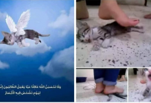Photo of الكشف عن قصة فيديو تعذيب قطة بشكل وحشي على يد فتاتين