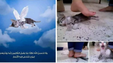 Photo of الكشف عن قصة فيديو تعذيب قطة بشكل وحشي على يد فتاتين