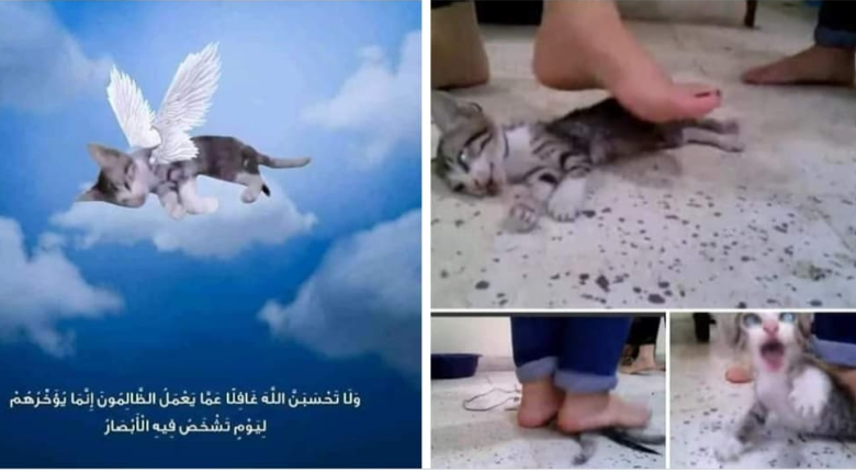 Photo of الكشف عن قصة فيديو تعذيب قطة بشكل وحشي على يد فتاتين