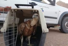 Photo of “البيئة” تنجح في إنقاذ النسر الاسمر بدهب 