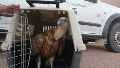 Photo of “البيئة” تنجح في إنقاذ النسر الاسمر بدهب 
