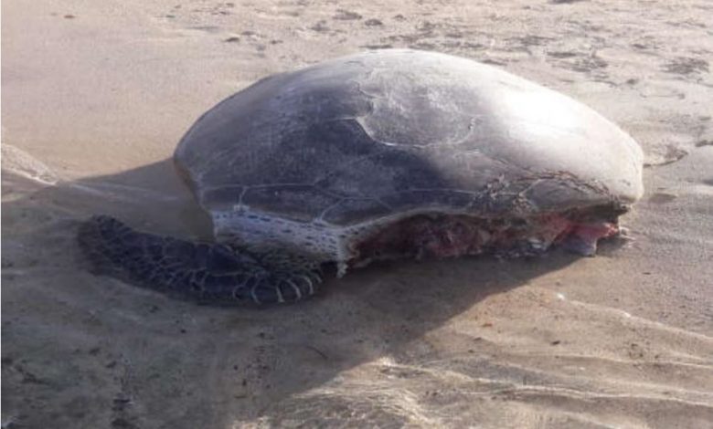 Photo of فؤاد تؤكد : الواقعة طبيعية وهى مرتبطة بسلسلة الغذاء فى الحياة البحرية