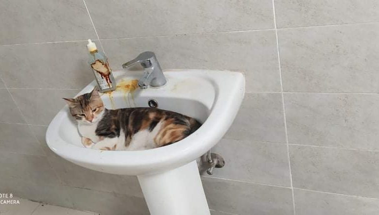 Photo of بالصور… عزل “الاميري “ملييء بالقطط والقمامة والمرضي يستغيثون