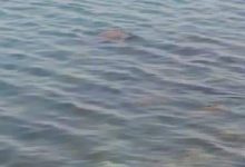 Photo of مصرع شاب غرقا فى مياه البحر العباسى مركز زفتى