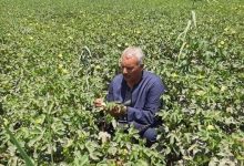 Photo of نقيب الفلاحين: يكشف اسباب تراجع زراعة القطن