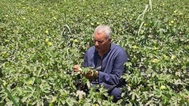 Photo of نقيب الفلاحين: يكشف اسباب تراجع زراعة القطن