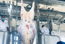Photo of “قطاع الأعمال”: تشغيل تجريبي للمجزر الآلي التابع لشركة جنوب الوادى بتوشكى