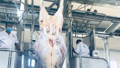 Photo of “قطاع الأعمال”: تشغيل تجريبي للمجزر الآلي التابع لشركة جنوب الوادى بتوشكى