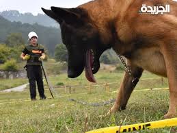 الكلاب المدرّبة