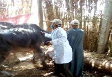 Photo of الزراعة: تحصين نصف مليون رأس ماشية ضد الحمي القلاعية والوادي المتصدع