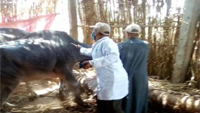 Photo of الزراعة: تحصين نصف مليون رأس ماشية ضد الحمي القلاعية والوادي المتصدع