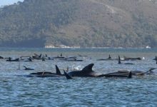 Photo of اسوأ حادثة في التاريخ البحري لحيتان في استراليا 