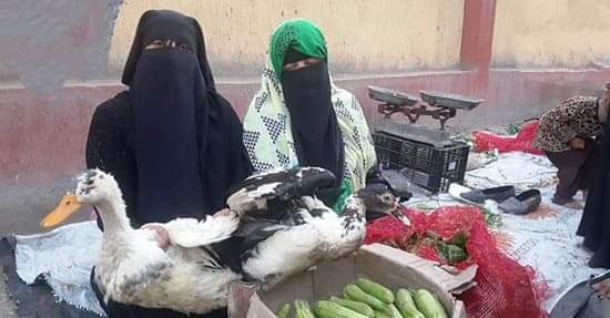 البطة