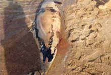 Photo of العثور على أنثى دولفين “متحللة” في البحر الأحمر…تفاصيل