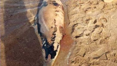 Photo of العثور على أنثى دولفين “متحللة” في البحر الأحمر…تفاصيل