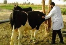 Photo of الطب البيطري: تسجيل ١٤١١٥ رأس ماشية وإستخراج ٢٢٠٣٧ بطاقة
