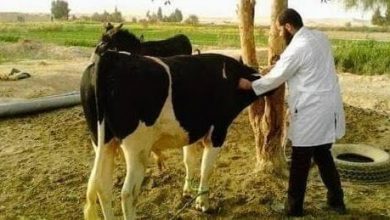 Photo of الطب البيطري: تسجيل ١٤١١٥ رأس ماشية وإستخراج ٢٢٠٣٧ بطاقة