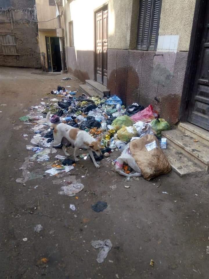 شيبة القش