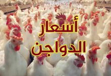Photo of أسعار الدواجن اليوم  في مصر