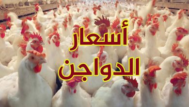 Photo of أسعار الدواجن اليوم  في مصر