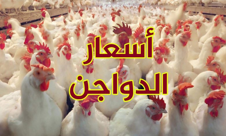 Photo of أسعار الدواجن اليوم  في مصر