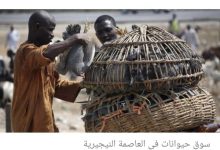Photo of سوق حيوانات في نيجيريا يثير الرعب من فيروس إفريقي جديد (صور)