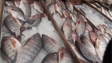 Photo of السمك يشهد إرتفاعا في الأسعار اليوم …تعرف على التفاصيل