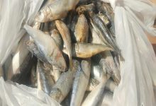 Photo of ضبط 2 طن أسماك فاسدة في الشرقية