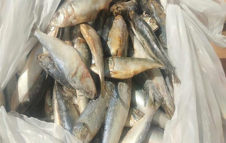 Photo of ضبط 2 طن أسماك فاسدة في الشرقية
