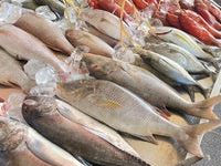 Photo of الأسماك تسجل إستقرارا في الأسعار اليوم