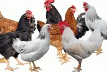 Photo of أسعار الدواجن اليوم السبت …تعرف عليها