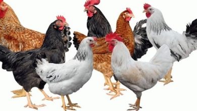 Photo of أسعار الدواجن اليوم السبت …تعرف عليها