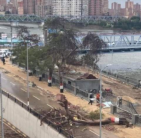 Photo of عاجل| بسبب الرياح سقوط شجرة كبيرة بكورنيش بنها