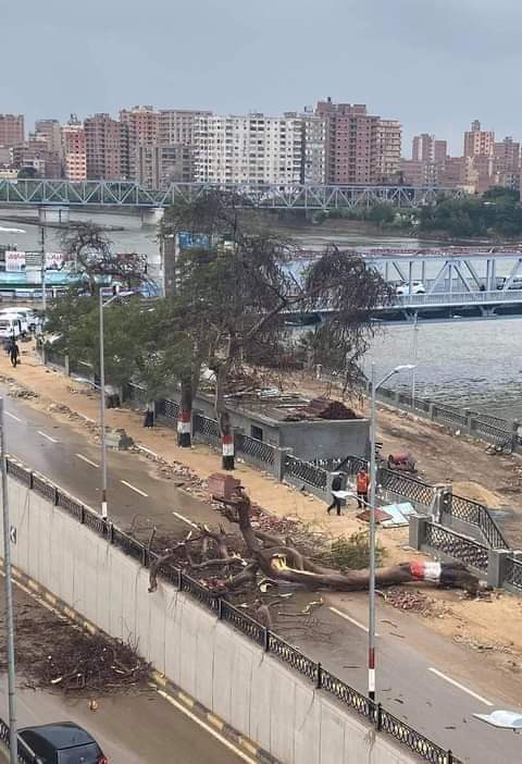 سقوط شجرة