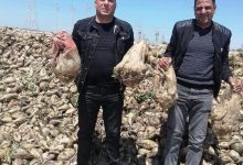 Photo of الإسماعيلية تحصد محصول بنجر السكر بالقنطرة شرق بإجمالى 1770 فدانا