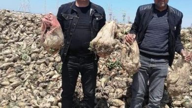 Photo of الإسماعيلية تحصد محصول بنجر السكر بالقنطرة شرق بإجمالى 1770 فدانا