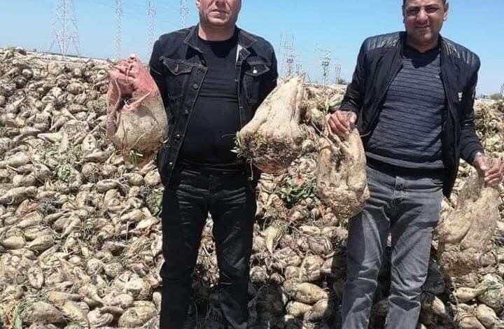 Photo of الإسماعيلية تحصد محصول بنجر السكر بالقنطرة شرق بإجمالى 1770 فدانا