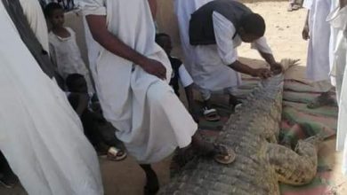 Photo of اصطياد تمساح عشاري بولاية نهر النيل بالسودان