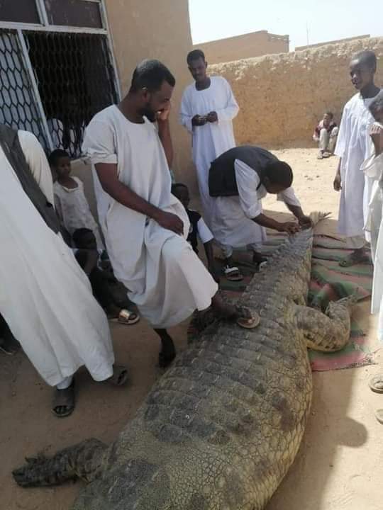 تمساح
