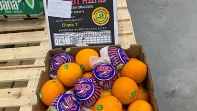 Photo of وزيرة التجارة تعلن نجاح تصدير أولى شحنات البرتقال المصري للبرازيل