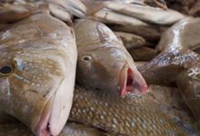 Photo of إنخفاض كبير في سعر الأسماك اليوم